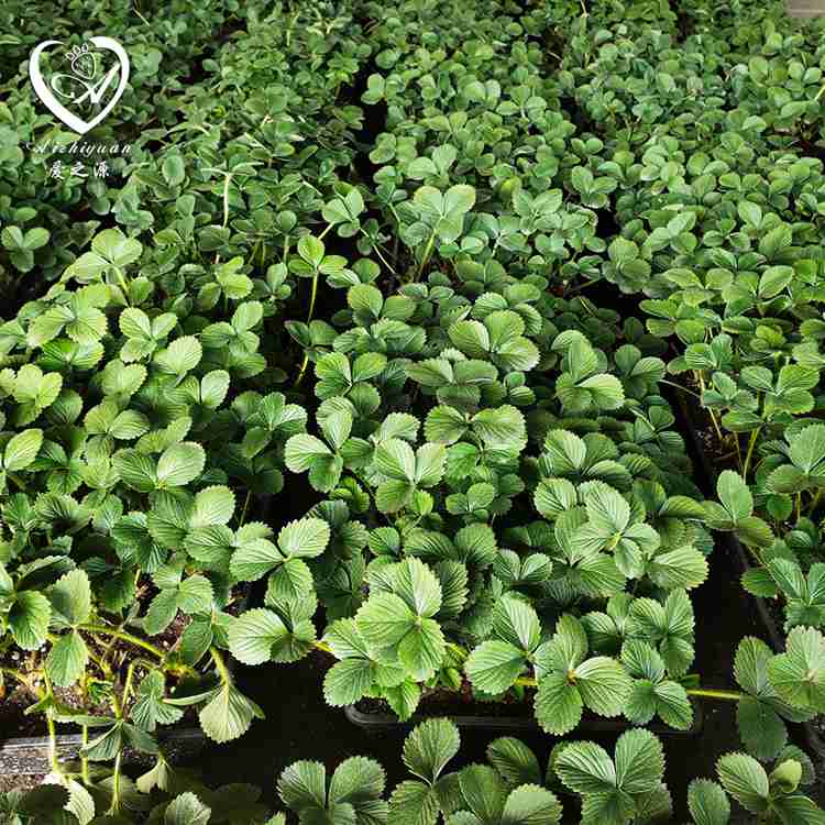 厂家直供 草莓苗 品质货源 批发零售 吉林草莓苗基地