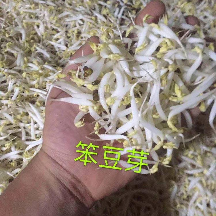 全自动豆芽机 工厂化豆芽机