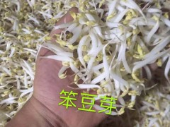 豆芽市场分析