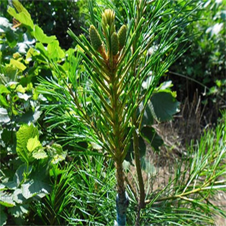 红松嫁接苗 销售基地 吉林嫁接苗 价格信息 欢迎咨询