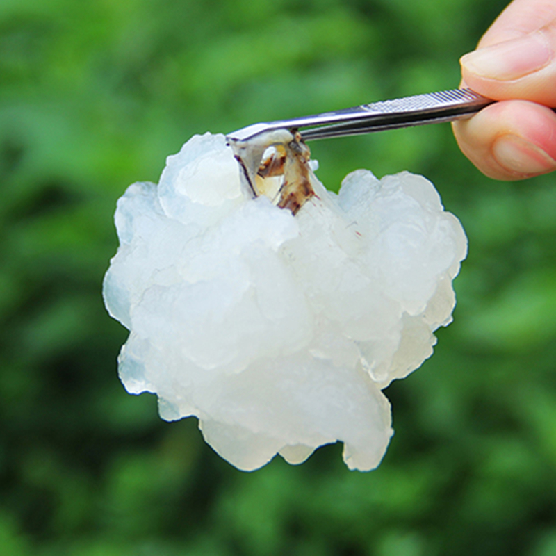 正宗东北长白山雪蛤长白山雪蛤油林蛙油蛤蟆油雪哈干货
