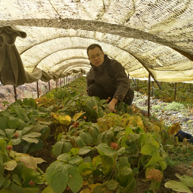 产地吉林人参采购批发西洋参西洋参花旗参片山参老人参山参高丽参