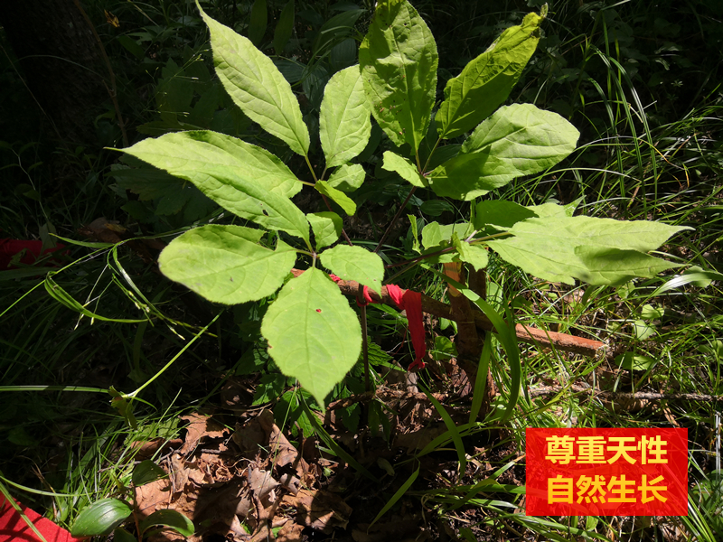 批发野山参人参礼品野山参礼品人参山参礼品长白山野山参礼盒