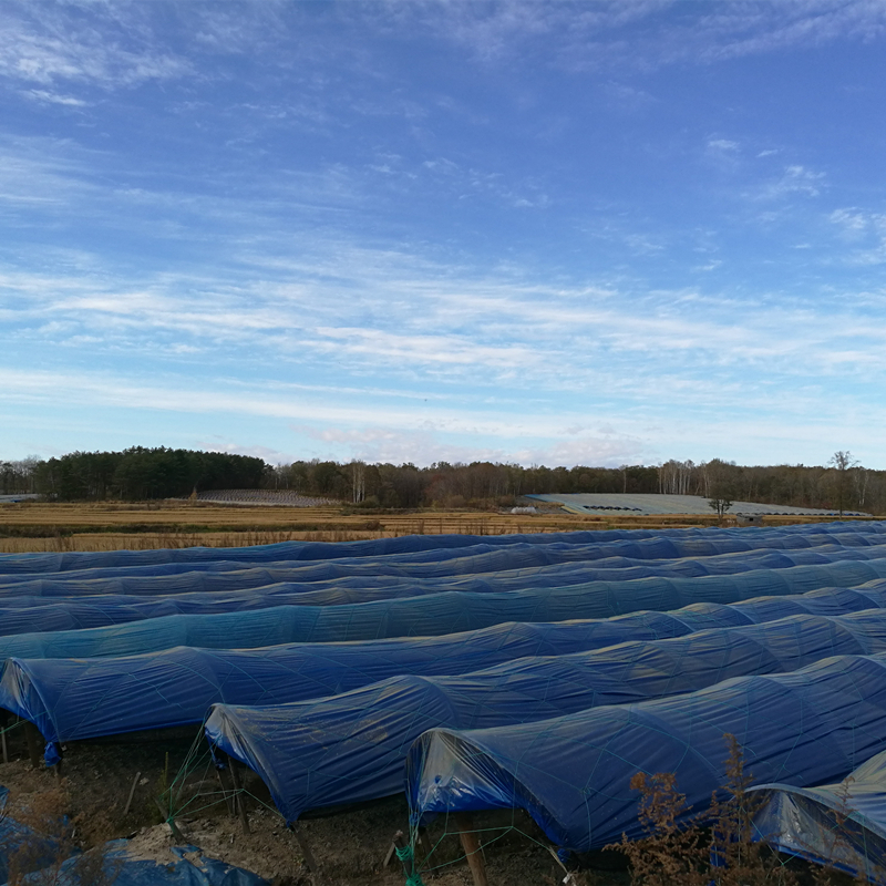 长白山批发西洋参花旗参人参西洋参切片花旗参含片大花旗参片