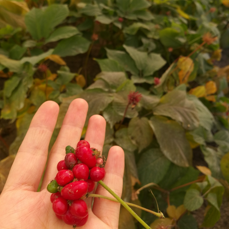 长白山西洋参批发花旗参人参西洋参切片人参野山参采购礼品礼盒