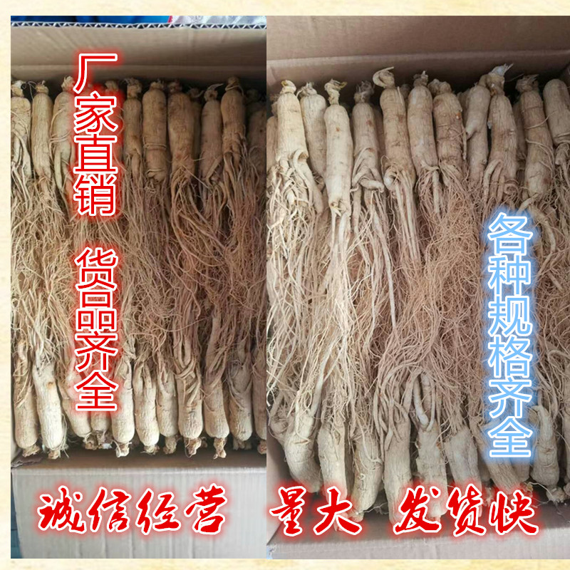 吉林白参人参批发礼盒礼品白参生晒参全须参干参生晒参山参