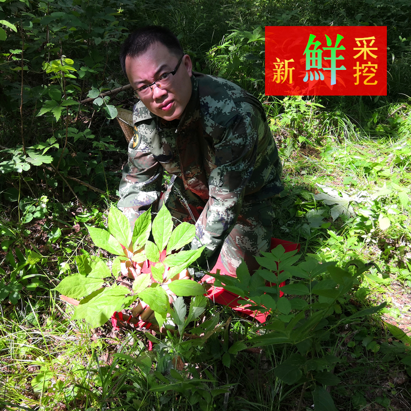 礼品批发野山参礼盒礼品人参林下山参野生人参价格