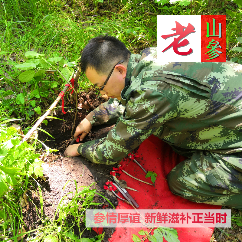 吉林长白山品牌批发野山参礼盒人参山参礼品人参野山参礼盒