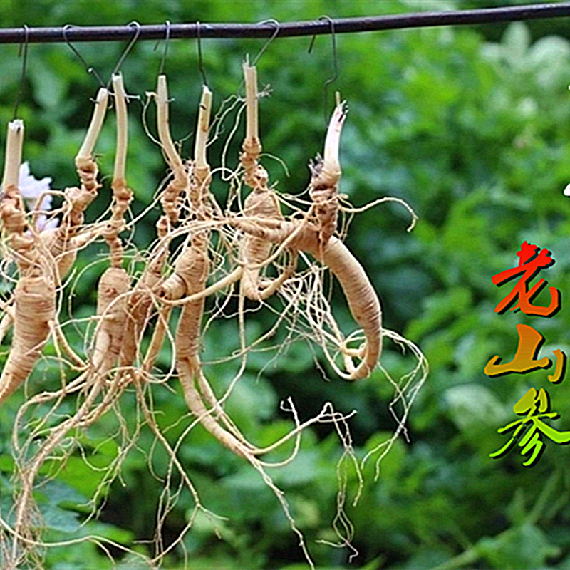 吉林老山参礼盒泡酒新鲜野山参礼盒批发鲜人参