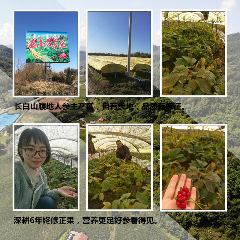 批发特级红参高丽参无糖红参片礼盒批发长白山人参野山参