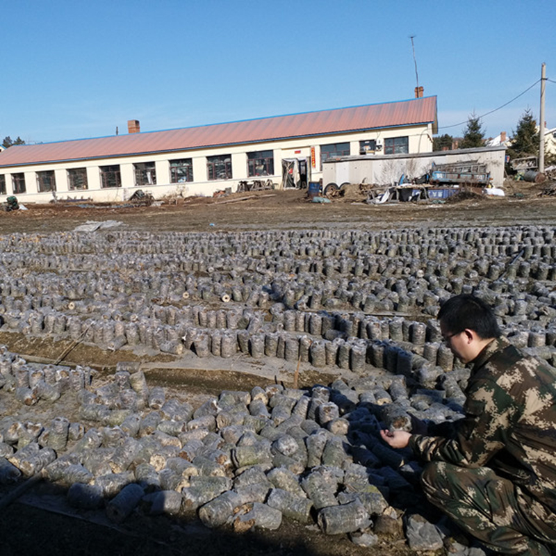 【一斤】吉林秋木耳批发东北长白山足干特级黑木耳干货