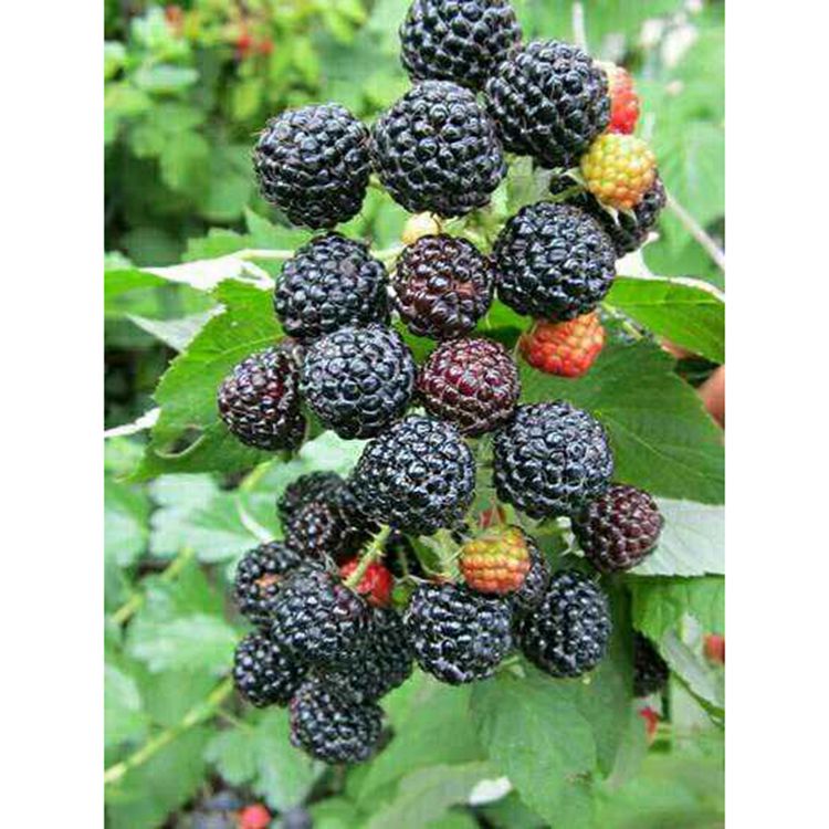 基地直销 黑树莓苗批发 黑龙江树莓苗 货源充足 价格实惠