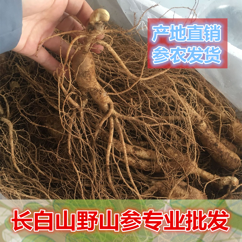 吉林东北特产鲜参山参礼品西洋参老山参礼盒人参新鲜野参