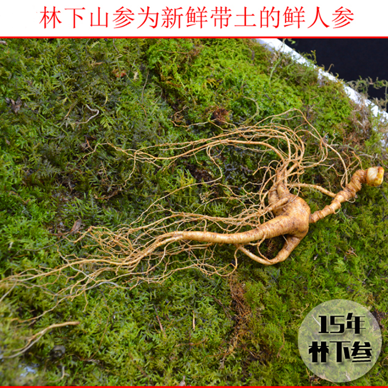 吉林鲜参山参批发礼品白参西洋参老山参礼盒人参新鲜野参特产