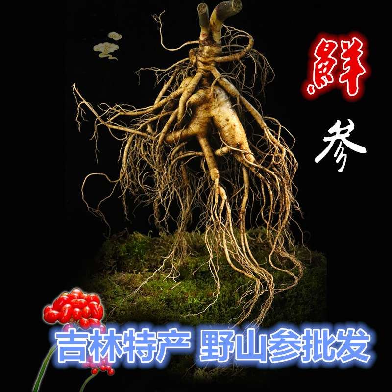 长白山鲜参山参批发白参西洋参老山参礼盒人参批发新鲜野参特产
