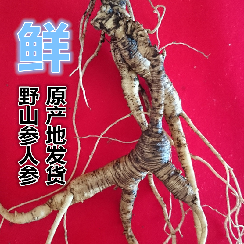 吉林长白山山参批发野山参礼盒礼品白参老山参人参礼盒