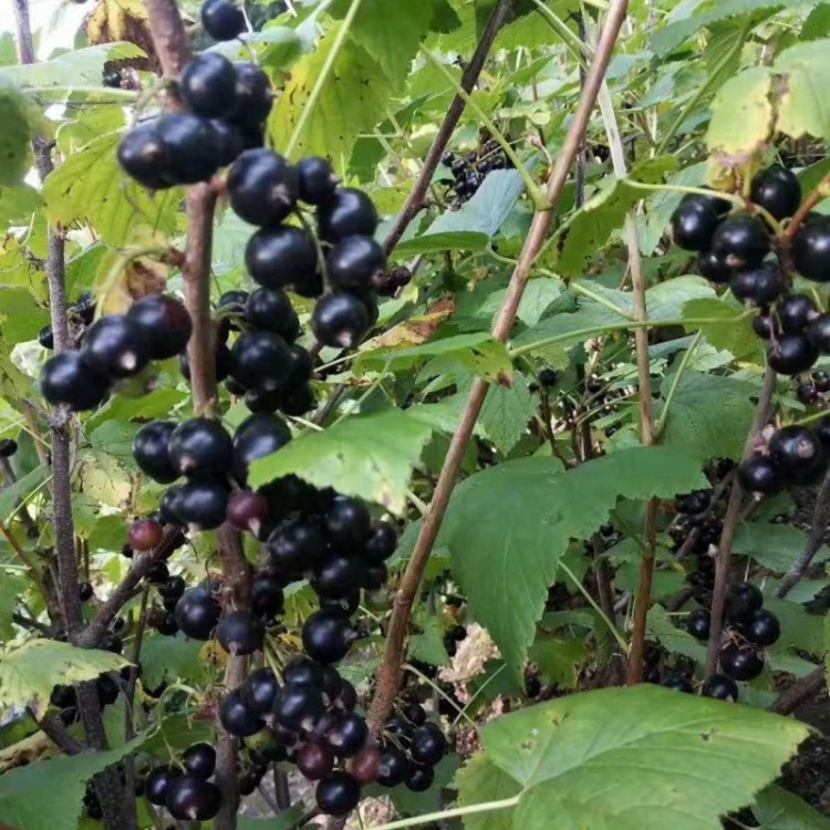 东北黑加仑苗 黑加仑苗批发 醋栗苗基地直销