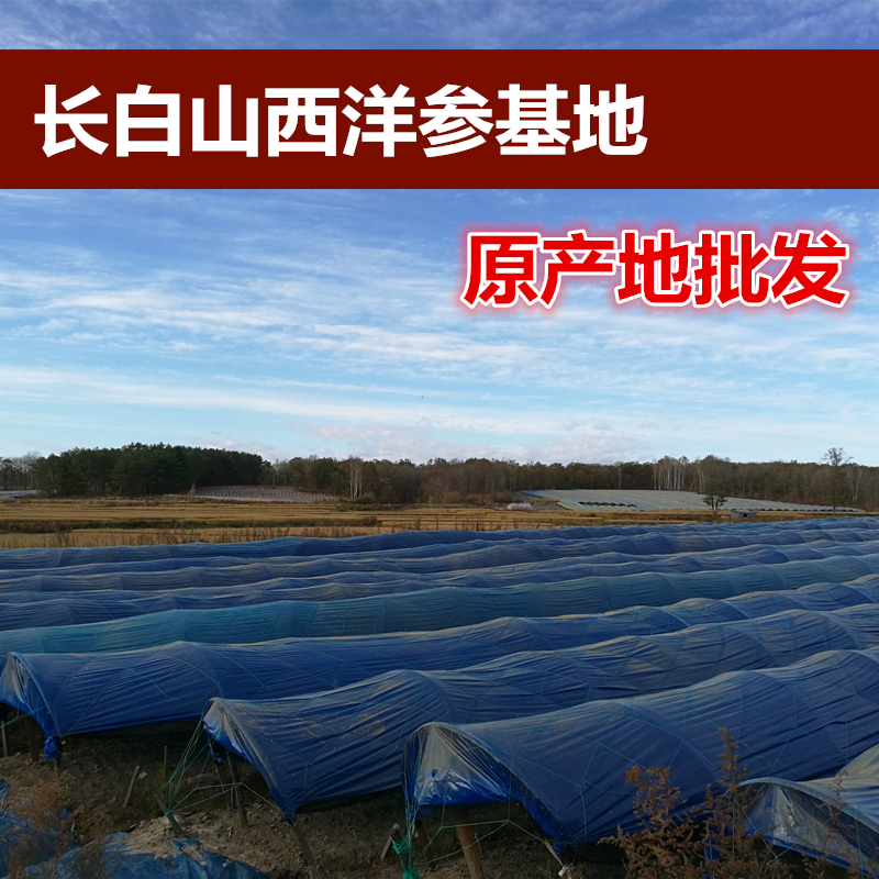 西洋参片吉林特产西洋参花旗参哪里好？