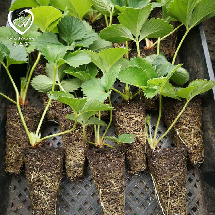 穴盘草莓苗 优质草莓苗 亩产量高草莓苗 厂家草莓苗