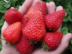 草莓苗肥水管理技术要点有哪些？