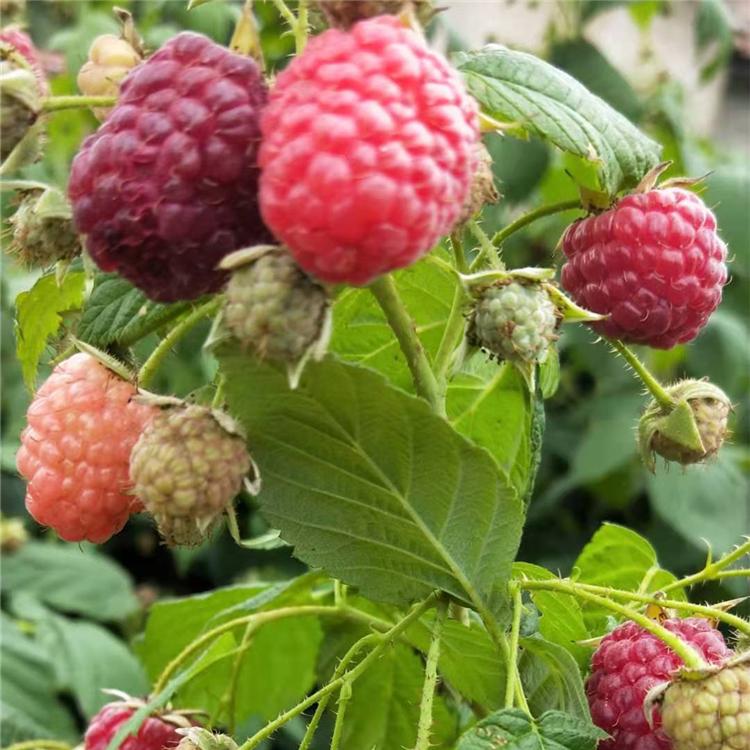 首页展示树莓苗 灯笼果苗 黑加仑苗