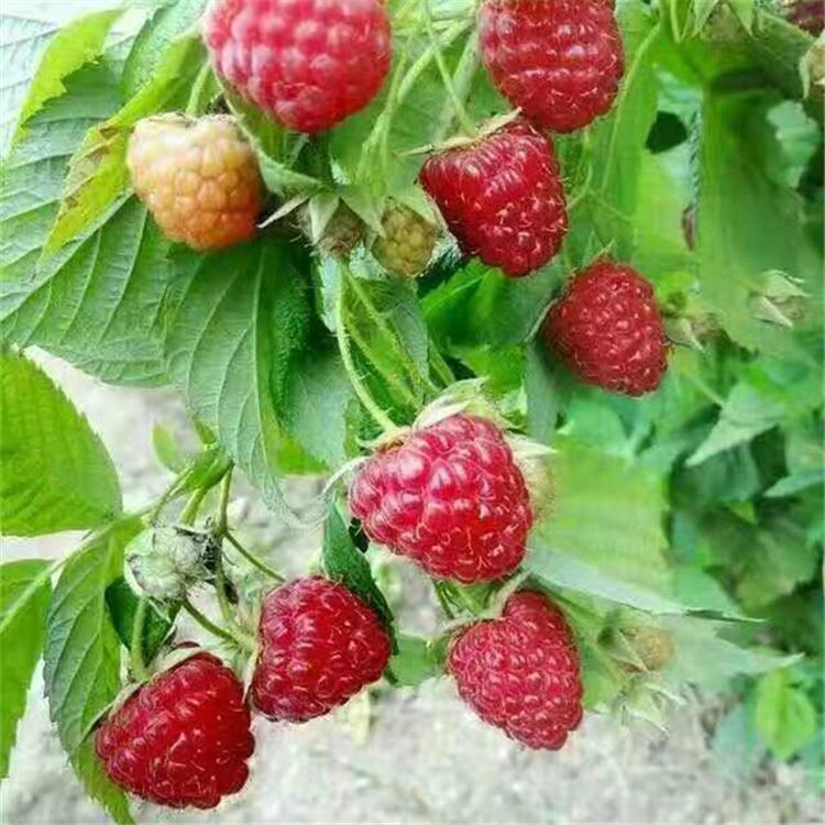 供应江西树莓苗  品质树莓苗批发价格 成活率高 占地苗 
