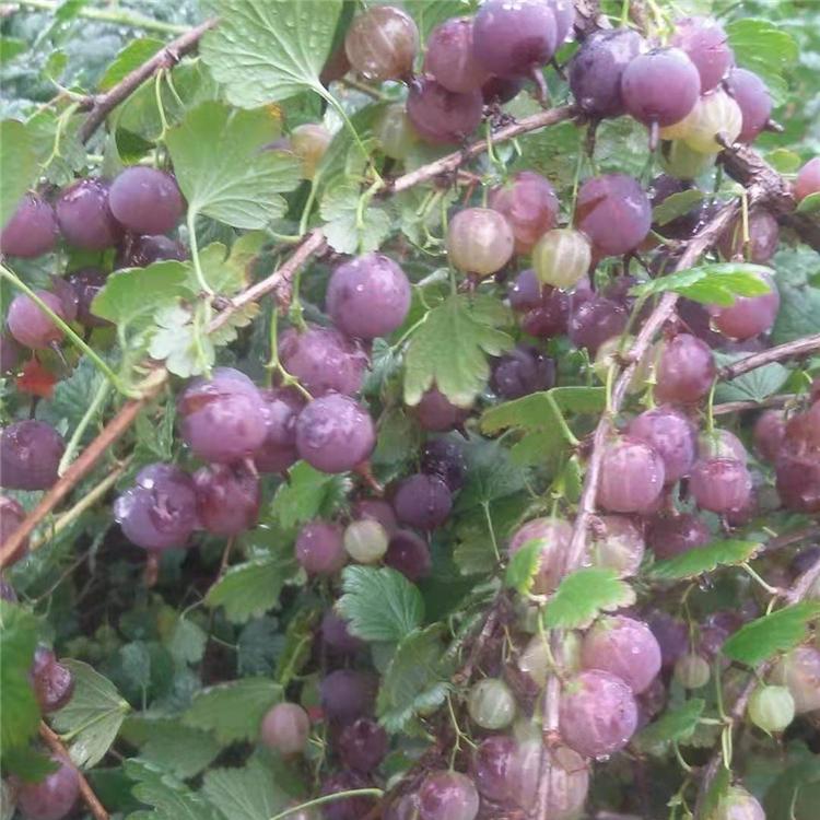 供应辽宁 灯笼果苗批发价格 基地直发