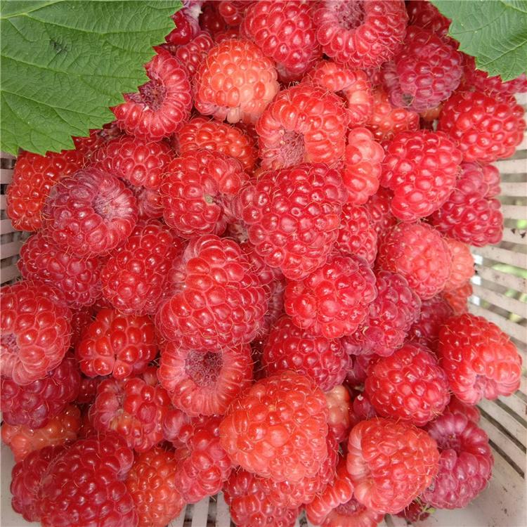 爱心苗木 红树莓2公分树莓苗品质 基地直发