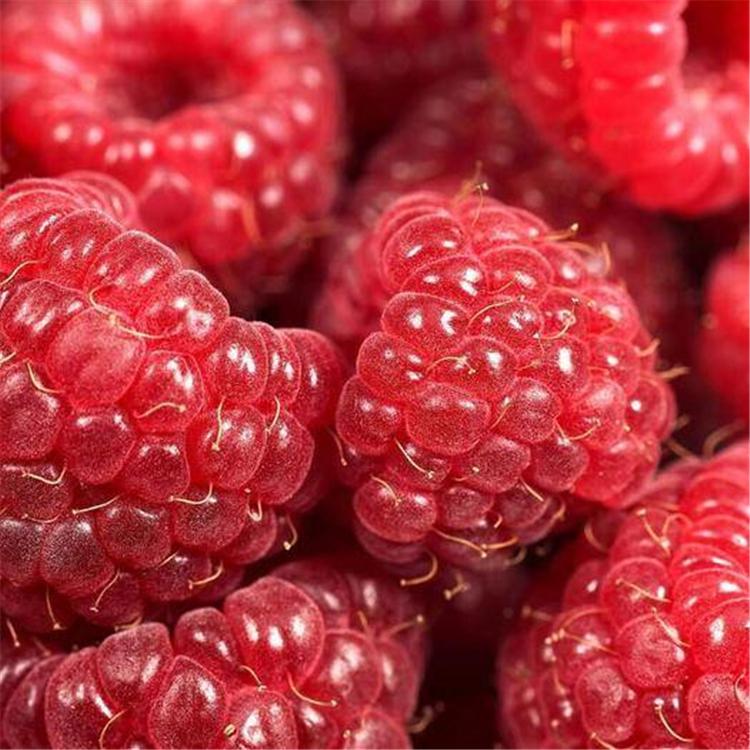 树莓苗价格 树莓种苗 批发厂家
