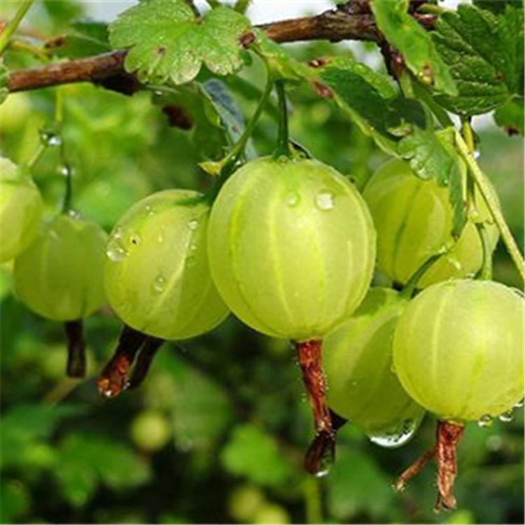 灯笼果苗 灯笼果苗批发 灯笼果基地 两公分灯笼果苗 灯笼果苗价格