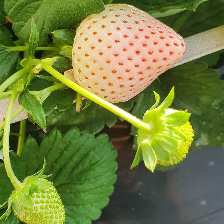 草莓苗 红颜草莓苗 优质草莓苗 亩产量高草莓苗 厂家草莓苗