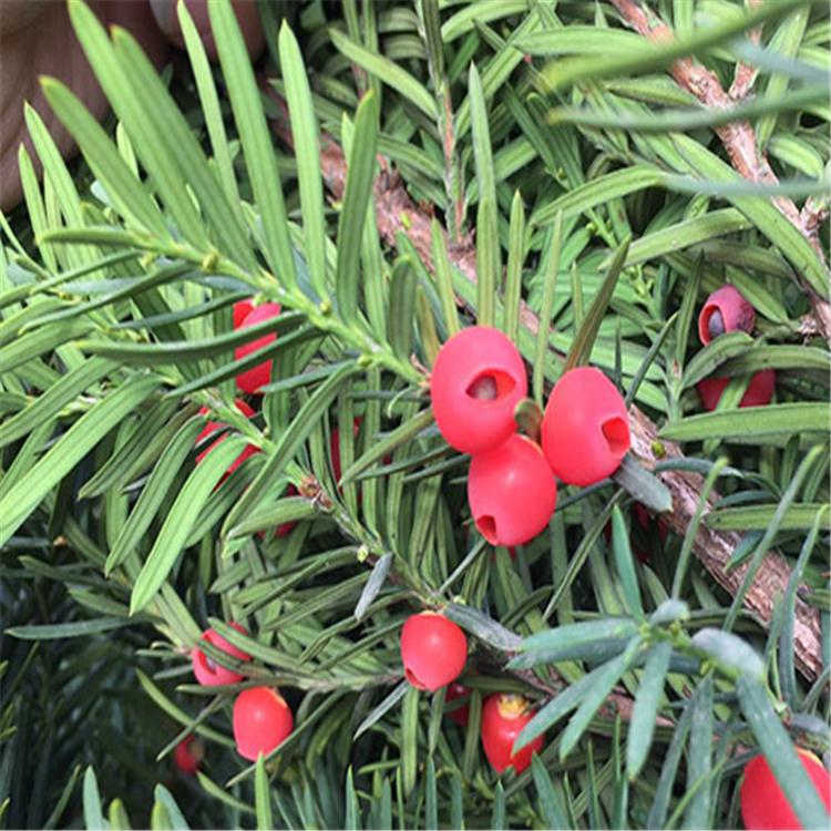 优质供应 红豆杉幼苗 长春红豆杉苗 批发红豆杉苗 厂家直发