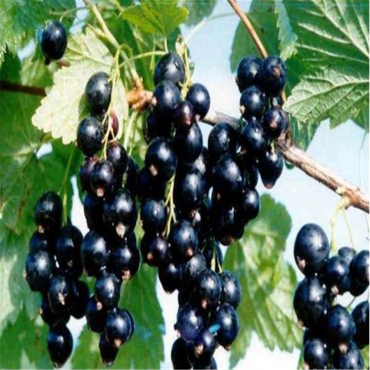 黑加仑苗 吉林黑加仑苗批发 长春黑加仑苗基地