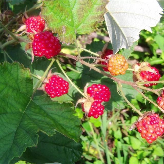 贵州树莓苗 美国双季红树莓苗 俄罗斯红树莓苗