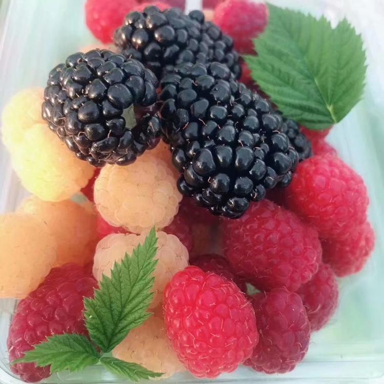 树莓苗 树莓苗批发 町康树莓基地 红树莓苗 树莓苗产地