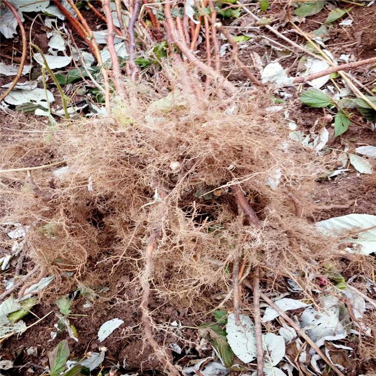 红树莓苗 优质树莓苗价格