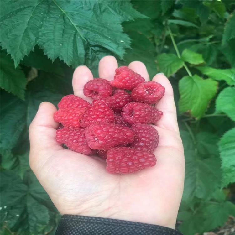 果树苗木批发 湖南果苗 双季红树莓苗 当年结果 基地直销果树苗