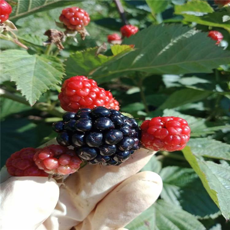 红树莓 树莓苗 红树莓苗批发 树莓苗价格基地直发