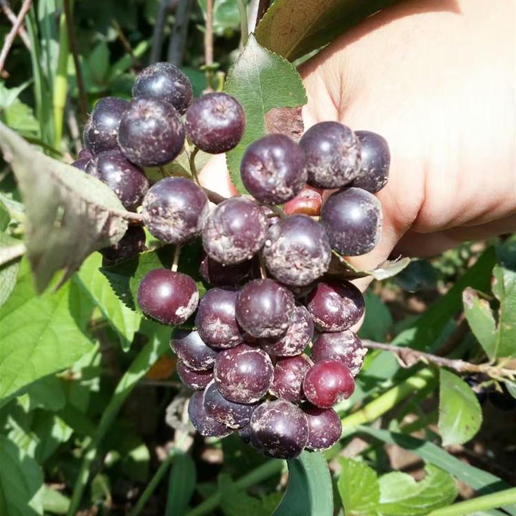 吉林不老莓黑果腺肋花楸 占地果树苗