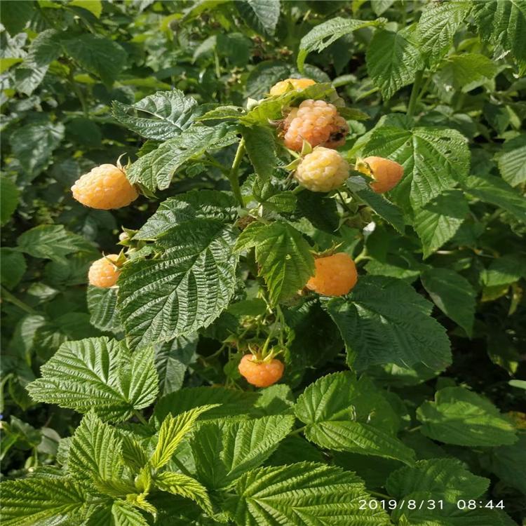 厂家供应 东北黄树莓苗批发 基地直发 树莓苗价格