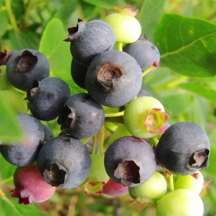 东北蓝莓苗 带土发货 町康 早熟果子大