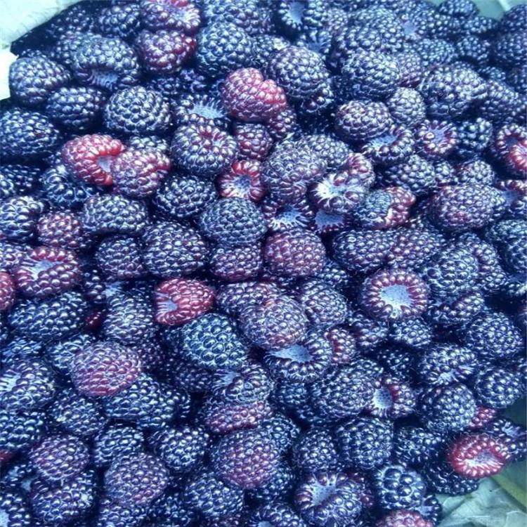 吉林黑树莓苗 黑树莓苗批发 黑树莓苗厂家