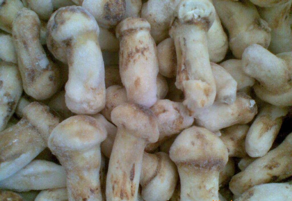 松茸  吉林冰冻松茸  厂家直销