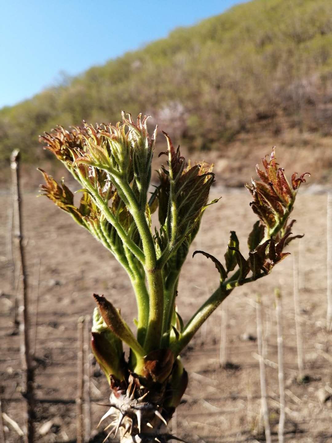 刺五加 吉林新鲜山野菜 厂家直销