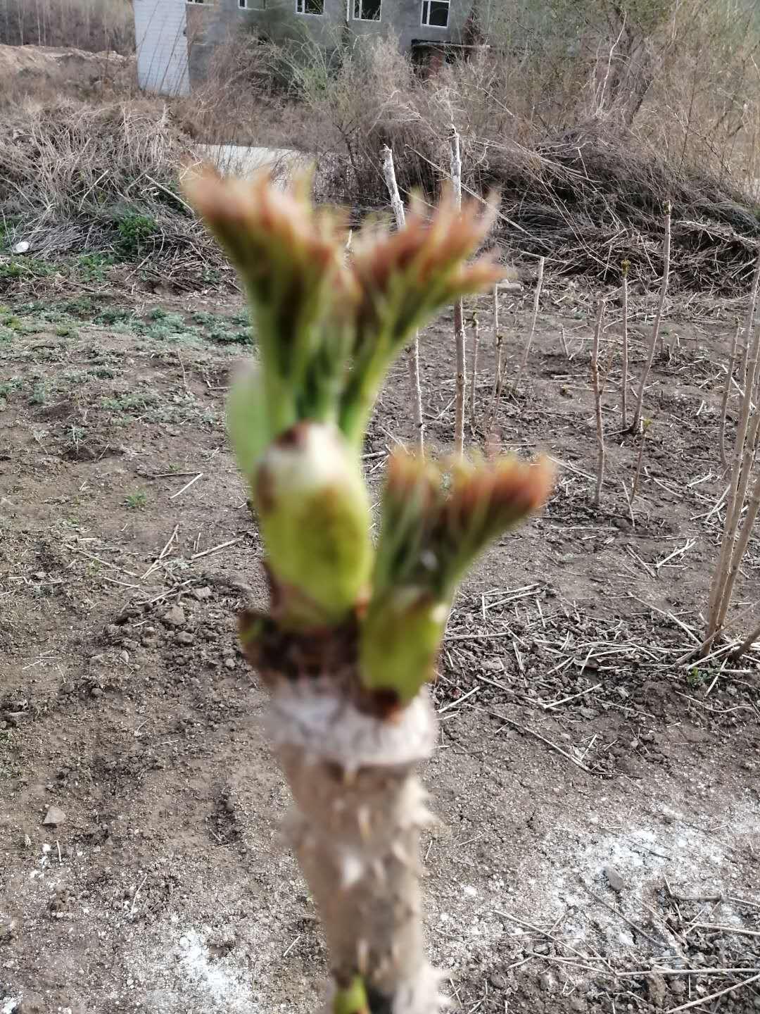 刺老芽 延吉山野菜 刺五加  厂家直销