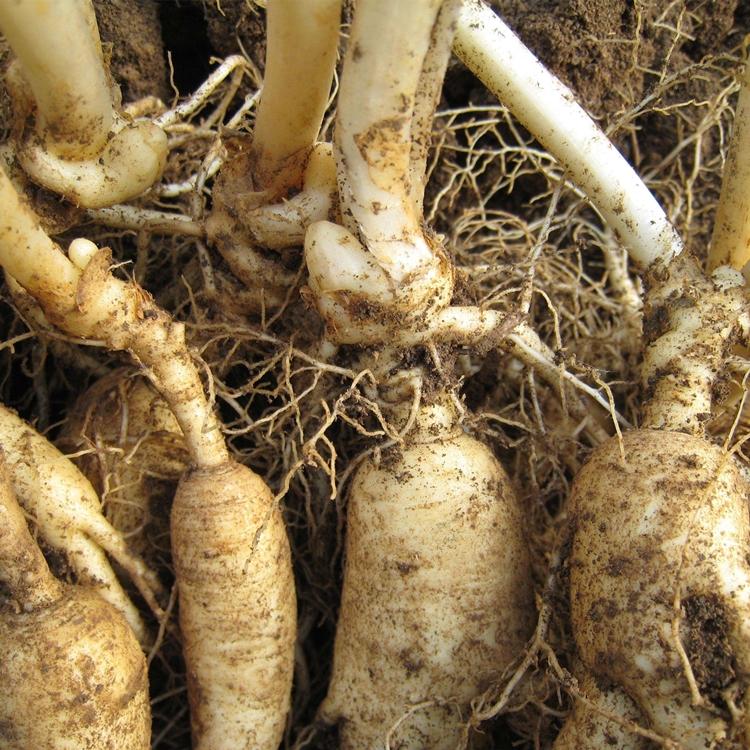 人参 长白山人参批发 礼盒包装