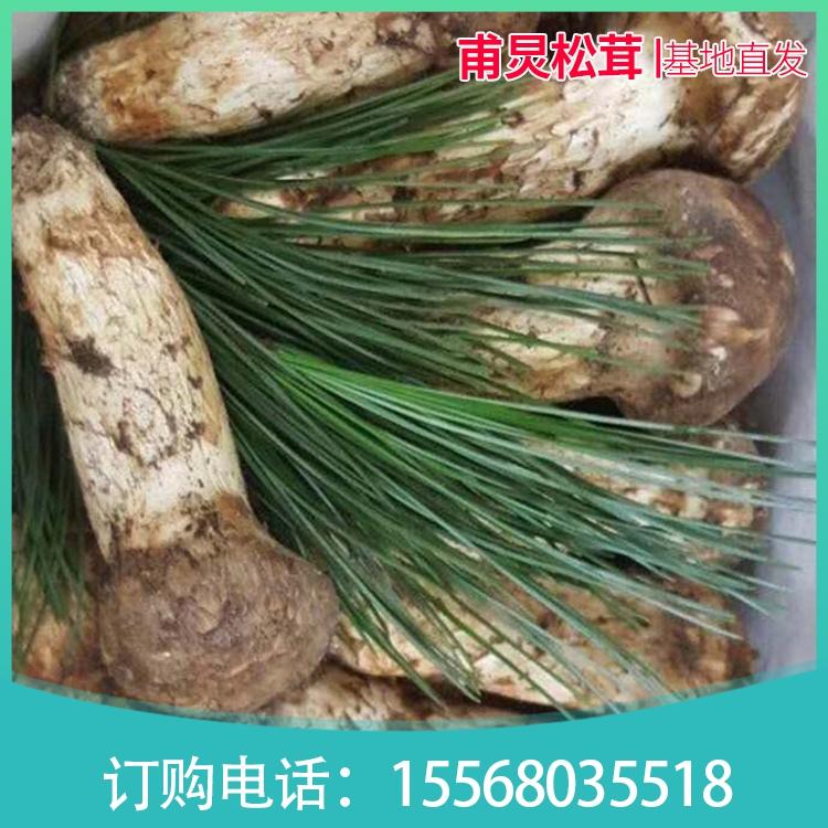 松茸 东北鲜松茸  松茸基地