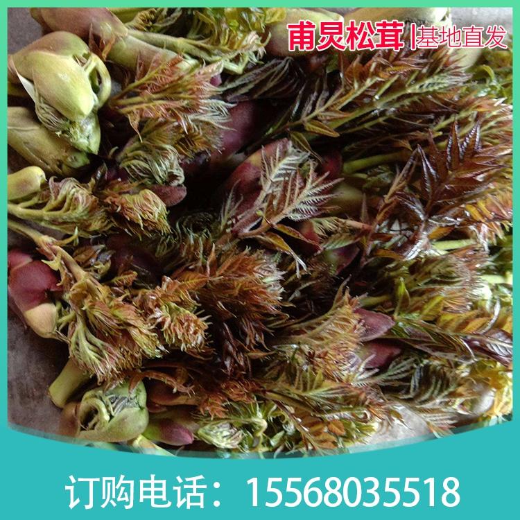 刺老芽 东北送礼山野菜 基地直发
