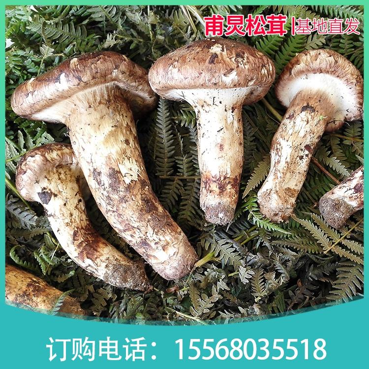 新鲜松茸  吉林松茸基地 基地直发