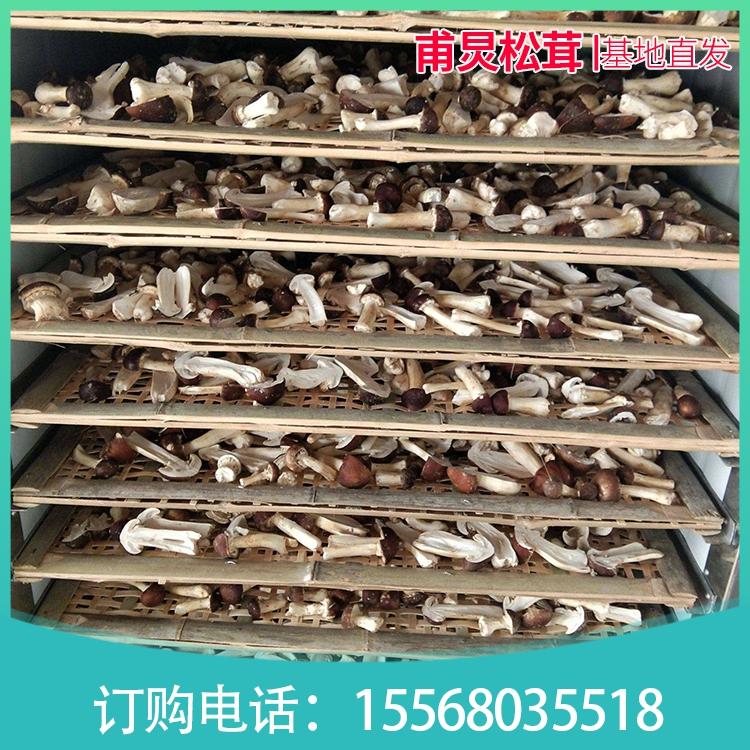 图门干松茸 松茸基地 礼盒松茸